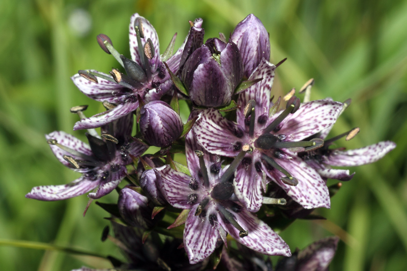 Swertia perennis / Genzianella stellata
